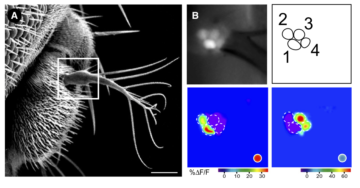 Microscopic and heatmap images of Drosophila melanogaster sensory structures
