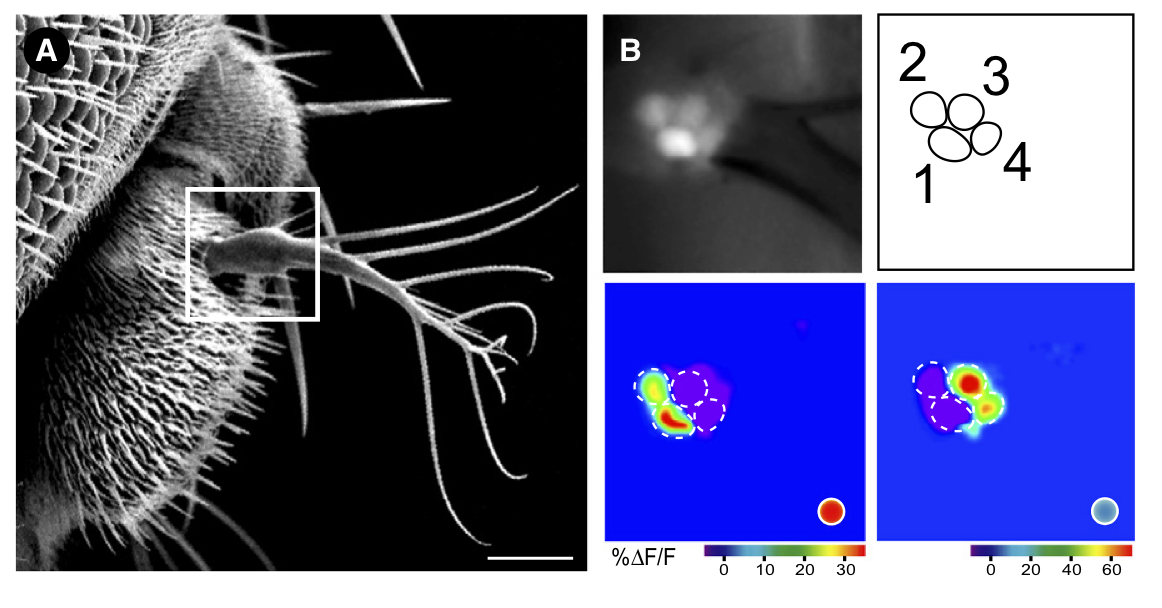 drosophila_processing.png