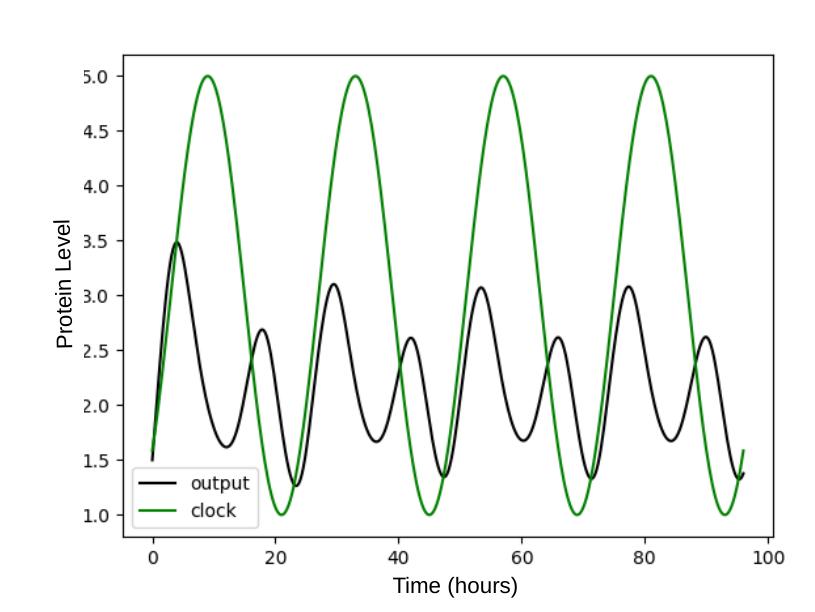 Graph showing frequency doubling in circadian gene expression