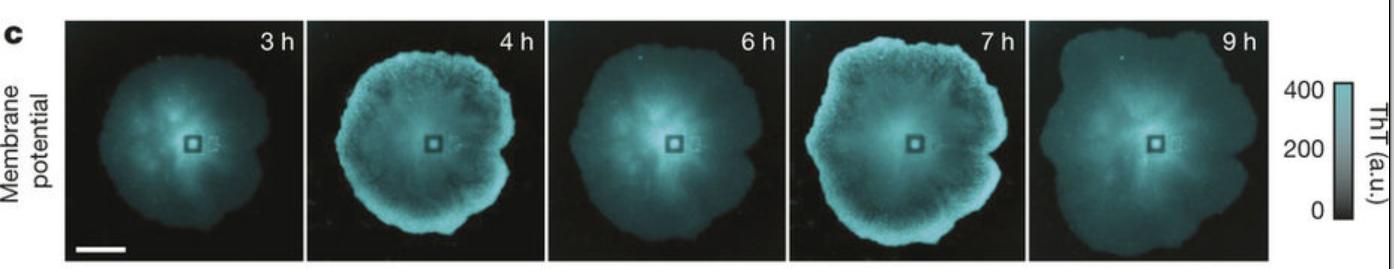 Time-lapse images showing membrane potential changes in Bacillus subtilis colonies over several hours