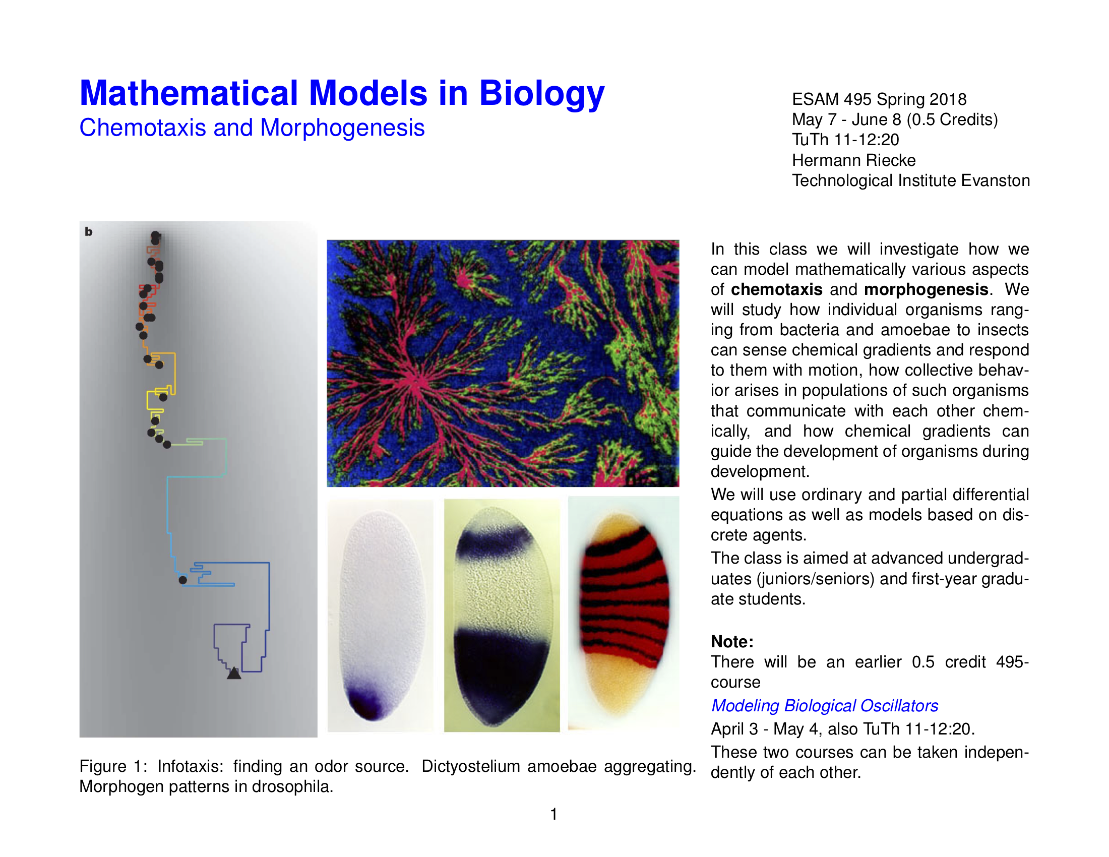 Course flyer for 'Mathematical Models in Biology' with images of chemotaxis, amoebae aggregation, and morphogen patterns